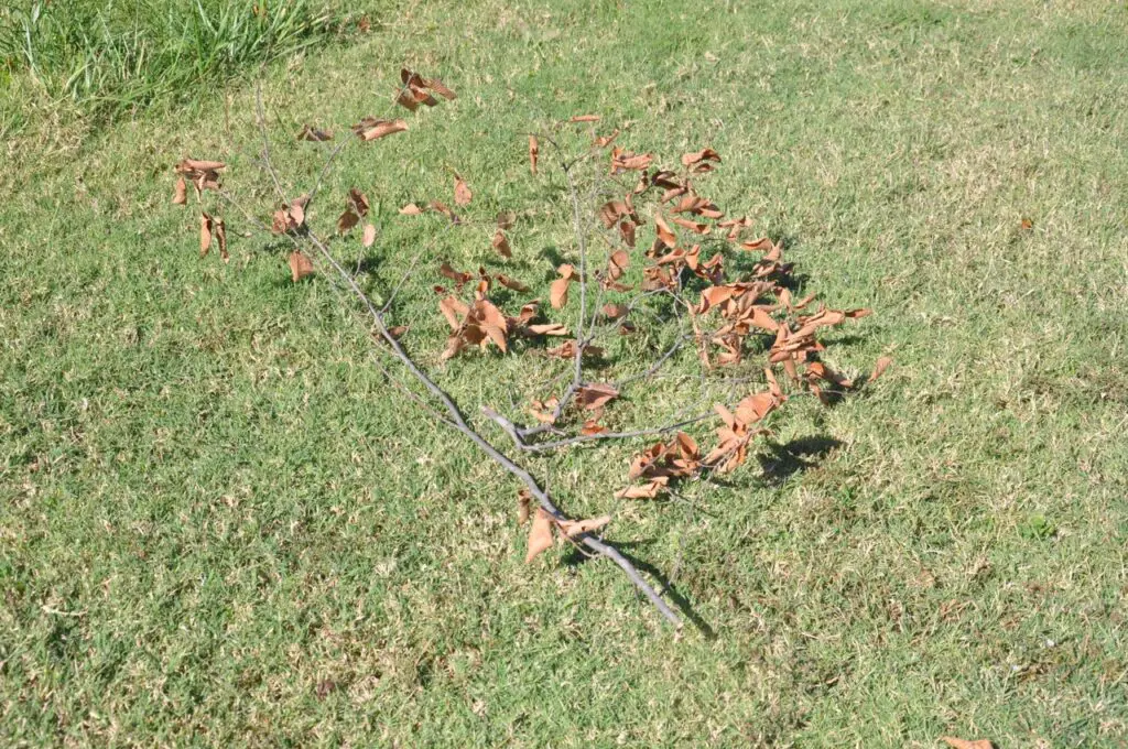 Nature'S Careless Pruners: The Destructive Twig Girdling Beetles 1 A fallen cut twig by a twig girding beetles