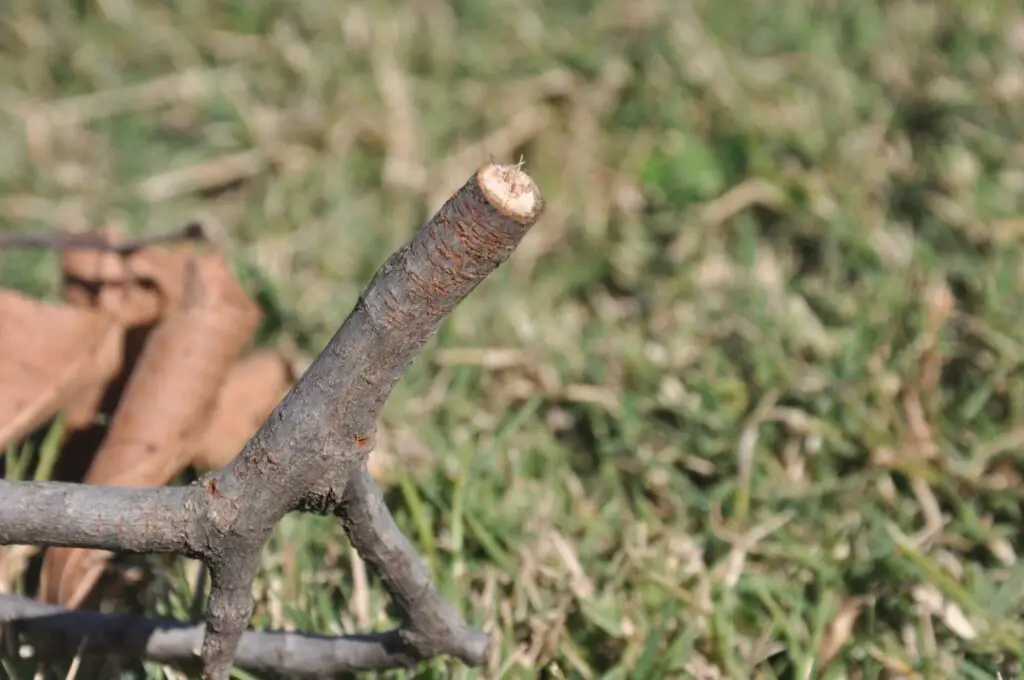 Nature'S Careless Pruners: The Destructive Twig Girdling Beetles 2 The cut end of a twig from a twig girding beetle