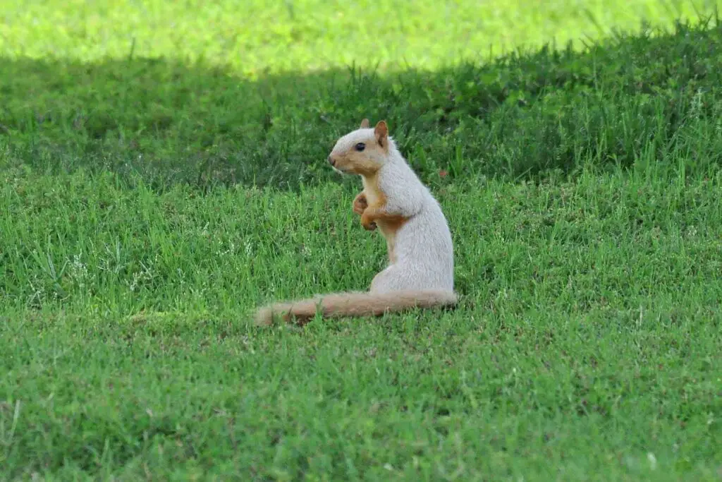 Fox squirrel 004c