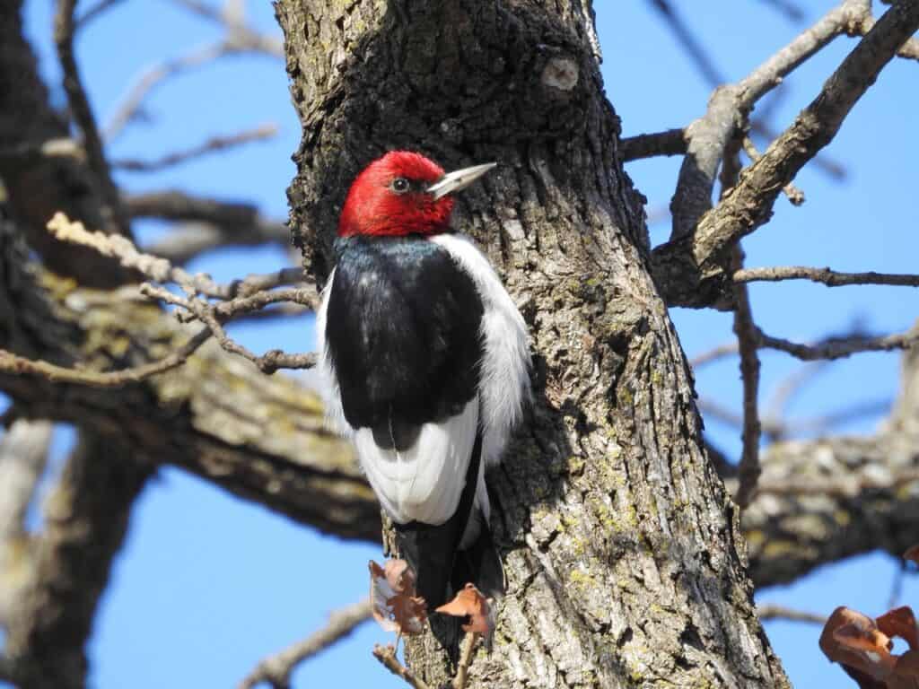 Red-headed woodpecker