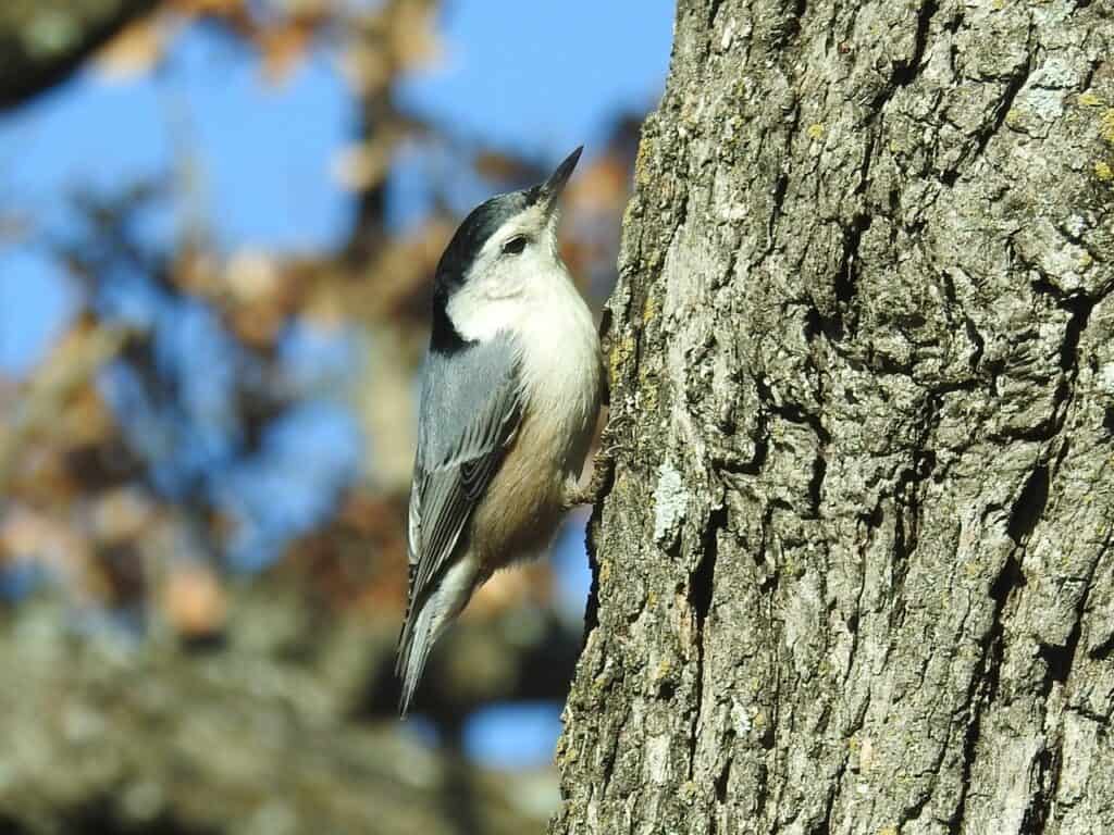 White-breasted nuthatch