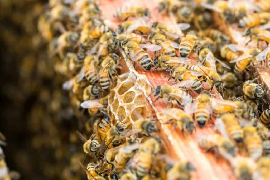 Busy bees on beehive robber bees