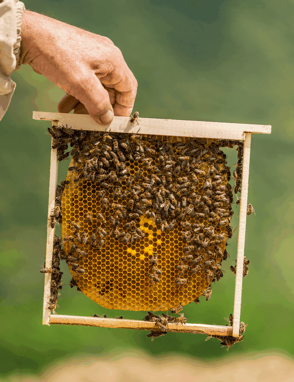 Beekeeping in early spring