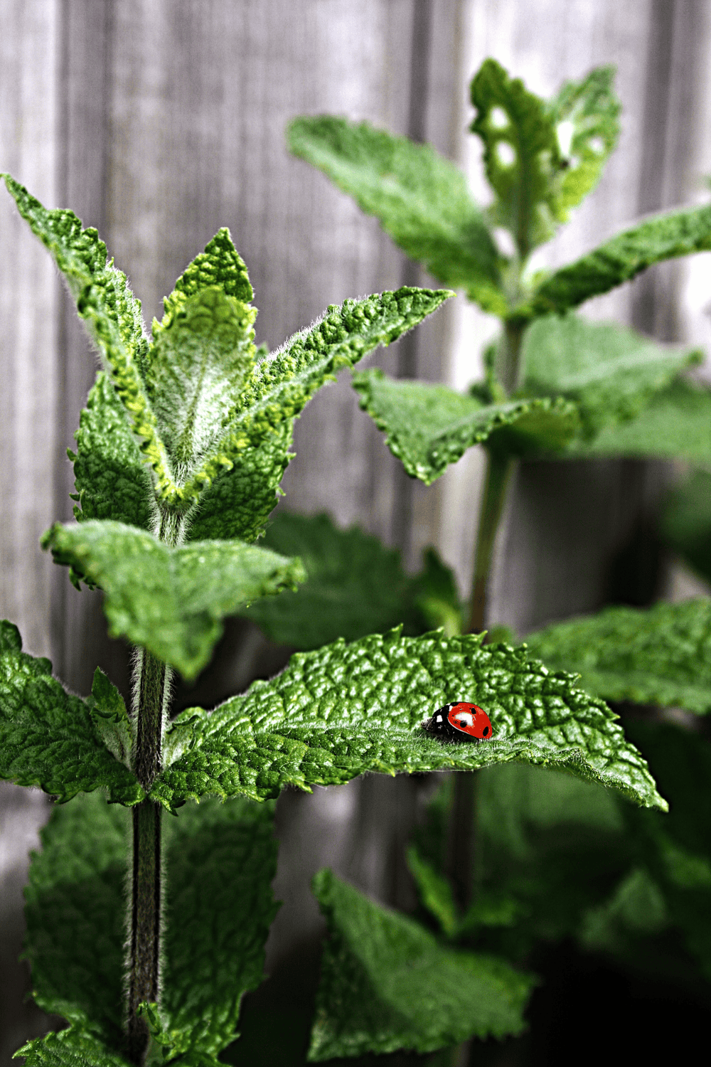 Eco-Friendly Pest Control Solutions For Your Garden 5 Pest control