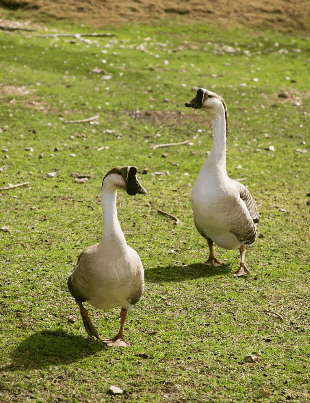 Can you raise geese in your backyard