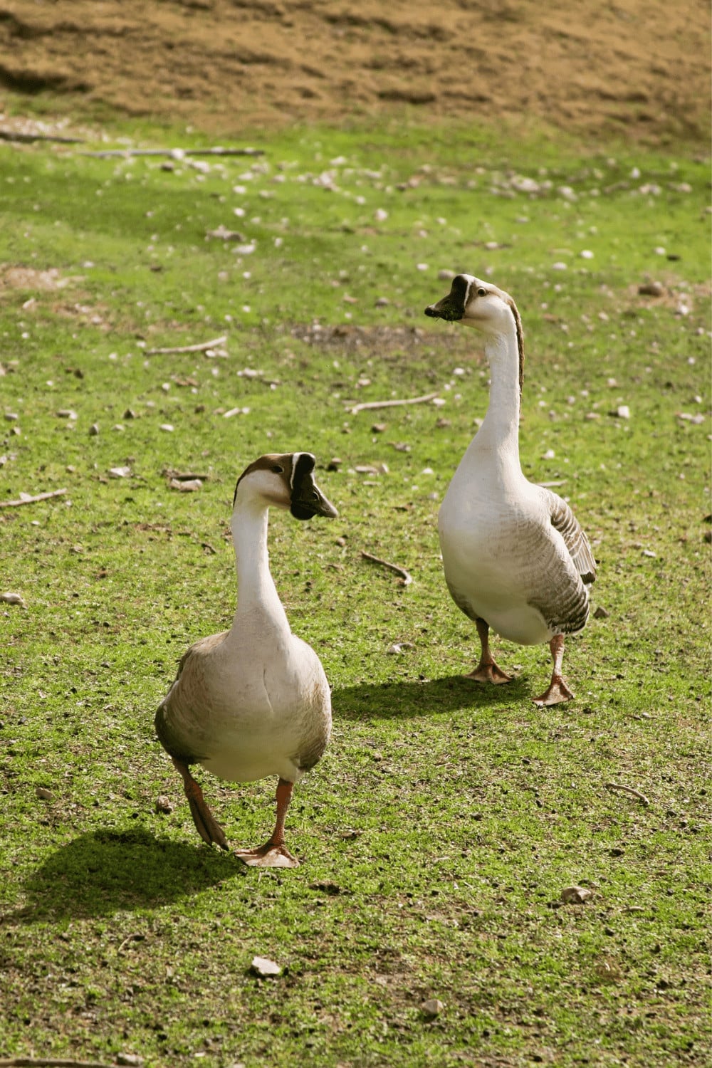 Backyard geese grazing together on homestead pasture