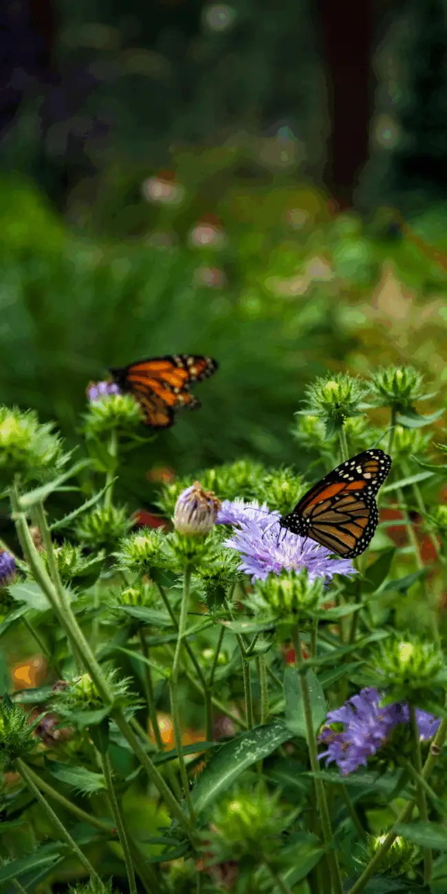 Wildllife habitats
