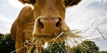 Sustainable Livestock Management Practices 7 Sustainable livestock management