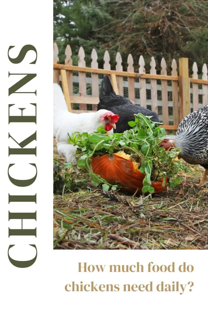 How much food do chickens need daily