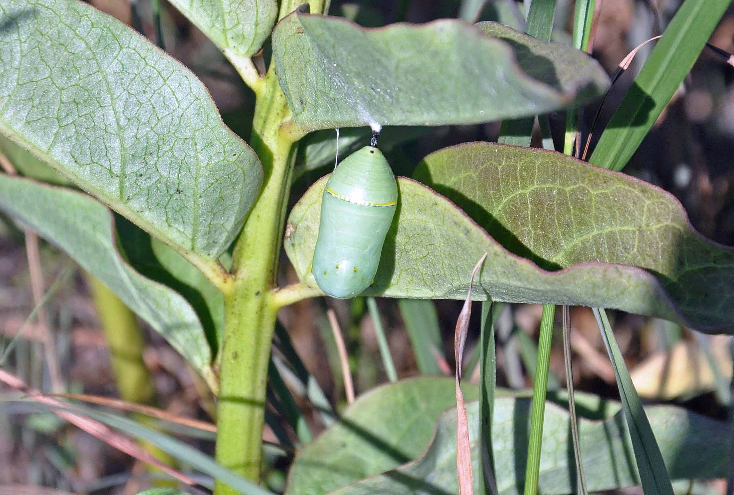 Understanding the Difference Chrysalis vs Cocoon