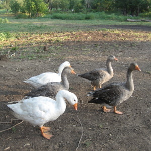 Can You Raise Geese in Your Backyard? 5 Pilgrim Geese - Can you raise geese in your backyard?