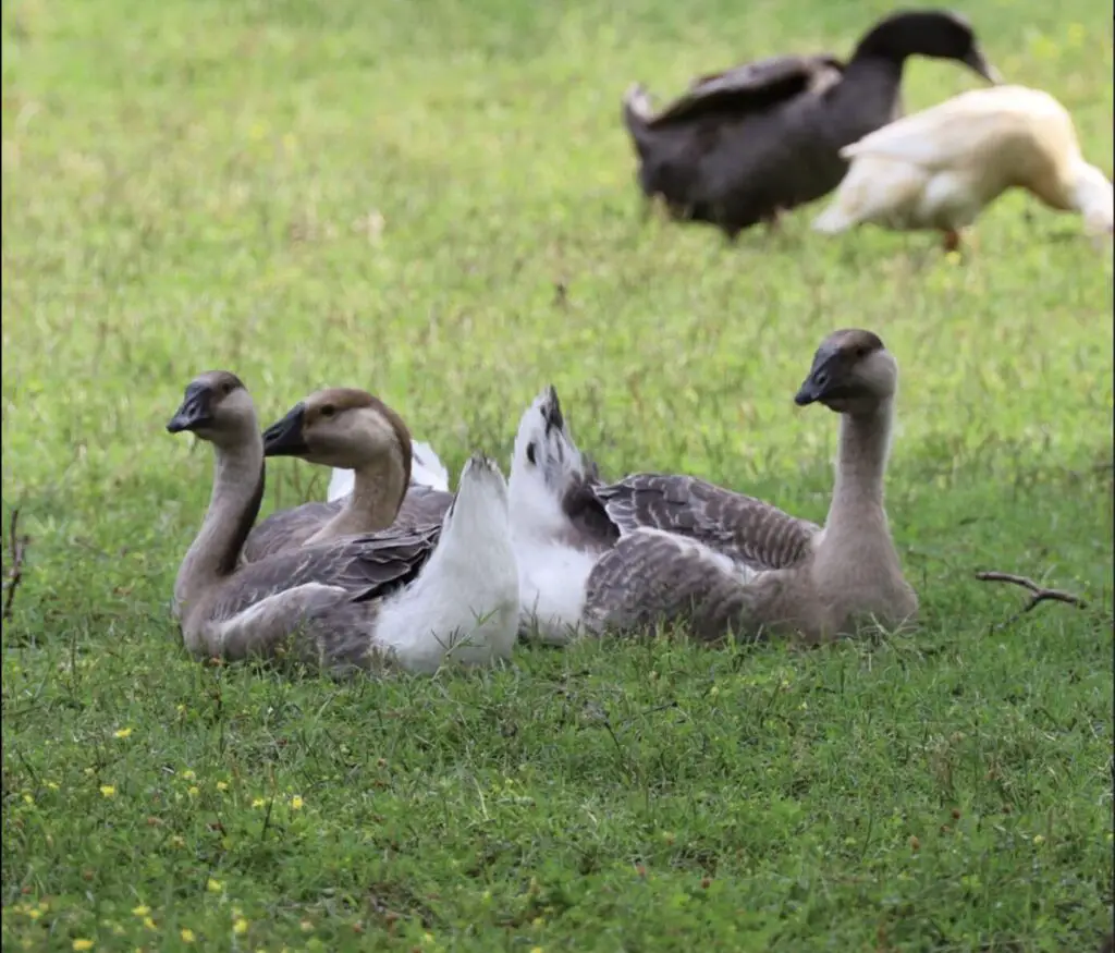 Can You Raise Geese in Your Backyard? 2 African Geese - Can you raise geese in your backyard?