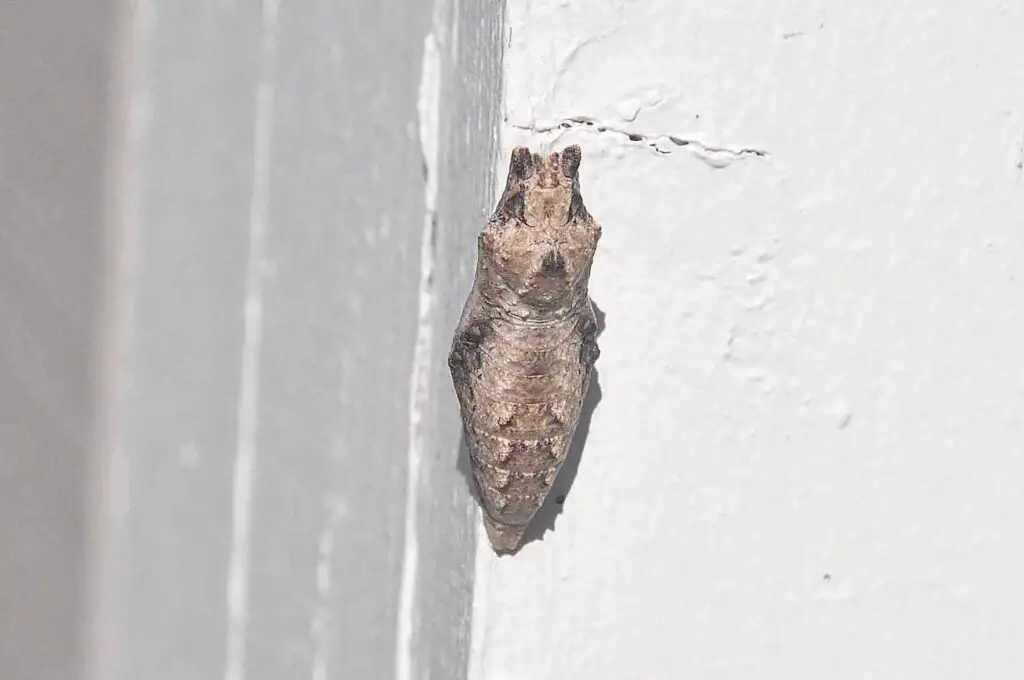 What'S The Difference Between A Chrysalis And A Cocoon? 1 Swallowtail, black, chrysalis