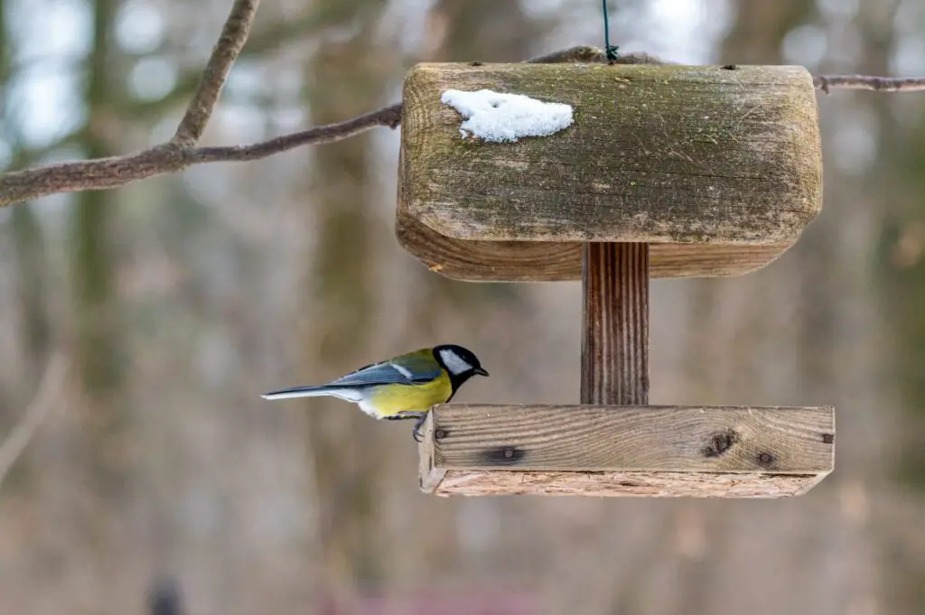 Closeup of a blue tit perched on birdhouse integrating wildlife habitats in your homestead