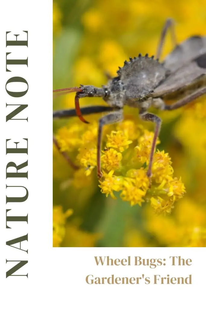 Wheel Bugs: The Gardener'S Friend And The Chagas' Disease Connection 6 Wheel bugs: the gardener's friend