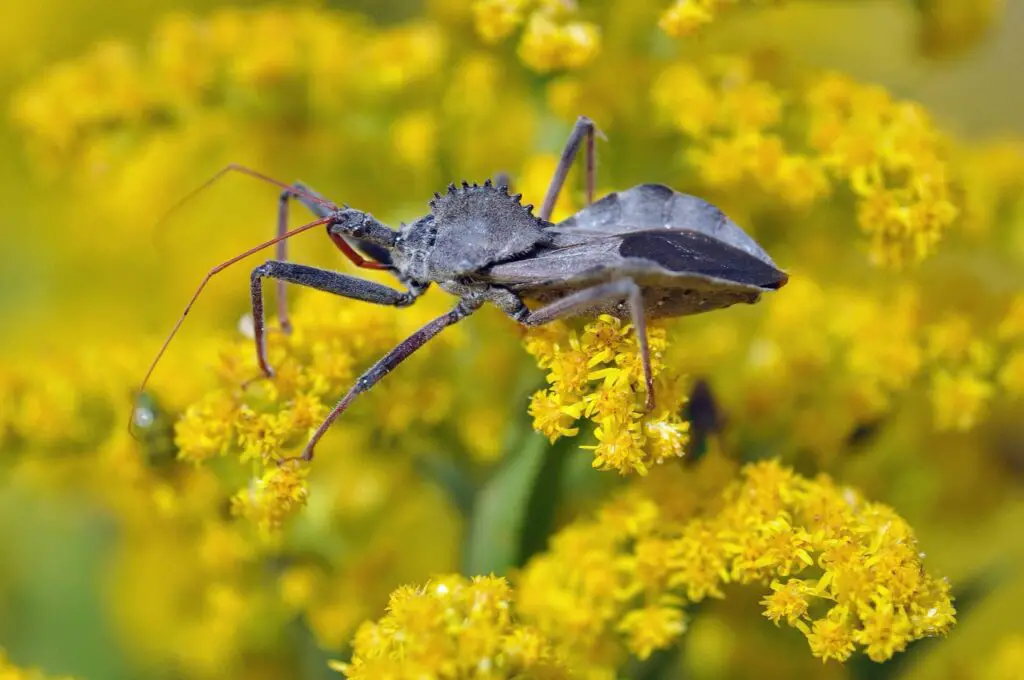 Wheel Bugs: The Gardener'S Friend And The Chagas' Disease Connection 1 Wheel bug on goldenrod blossoms with its proboscis folded under the head