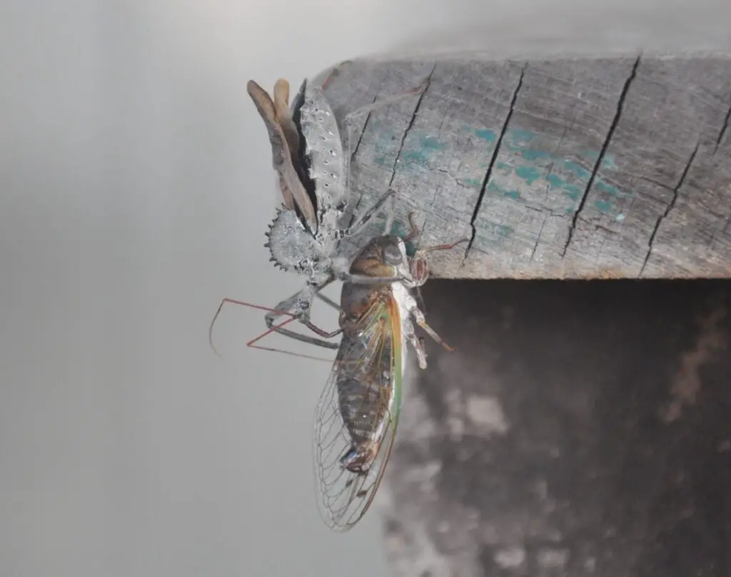 Wheel Bugs: The Gardener'S Friend And The Chagas' Disease Connection 3 Wheel bug with cicada d large