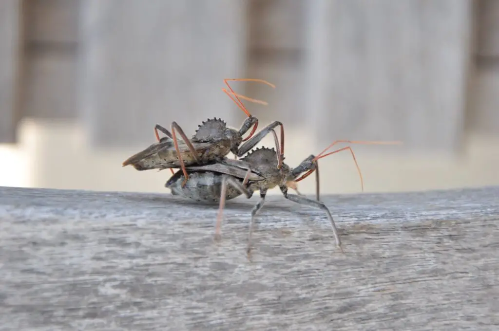 Wheel Bugs: The Gardener'S Friend And The Chagas' Disease Connection 4 Wheel bugs mating 001a large
