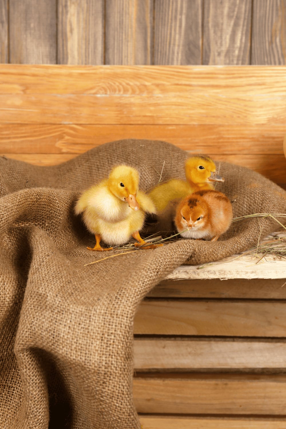 Baby chicks gathered in a warm, dry brooder