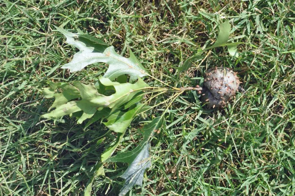 Oak Galls And Their Wasp Architects 7 Horned oak gall