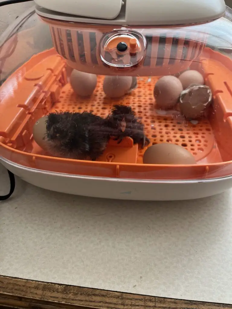 Chickcozy egg incubator