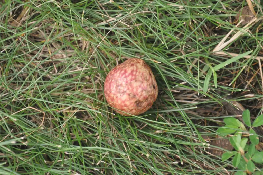 Oak Galls And Their Wasp Architects 3 Oak leaf gall