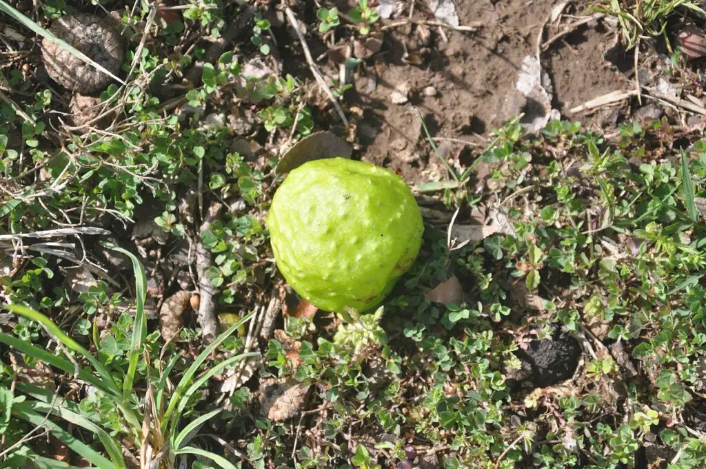 Oak Galls And Their Wasp Architects 2 Oak leaf gall