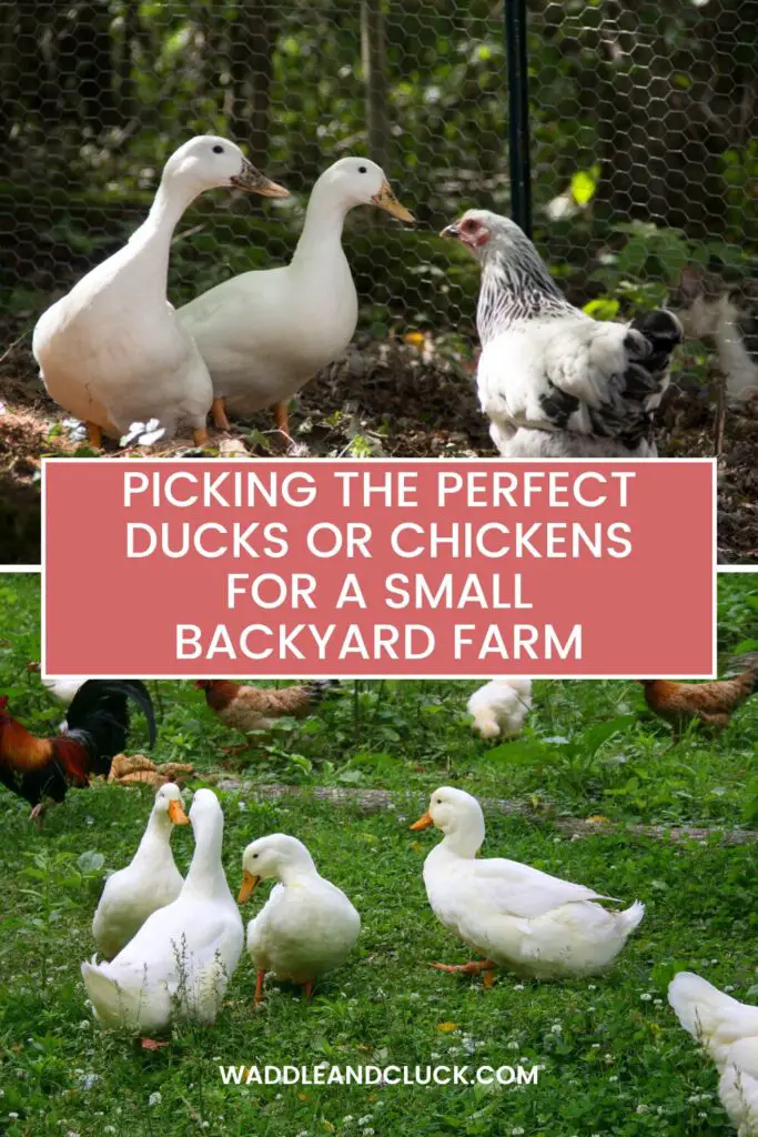 Picking the perfect ducks or chickens for a small backyard farm