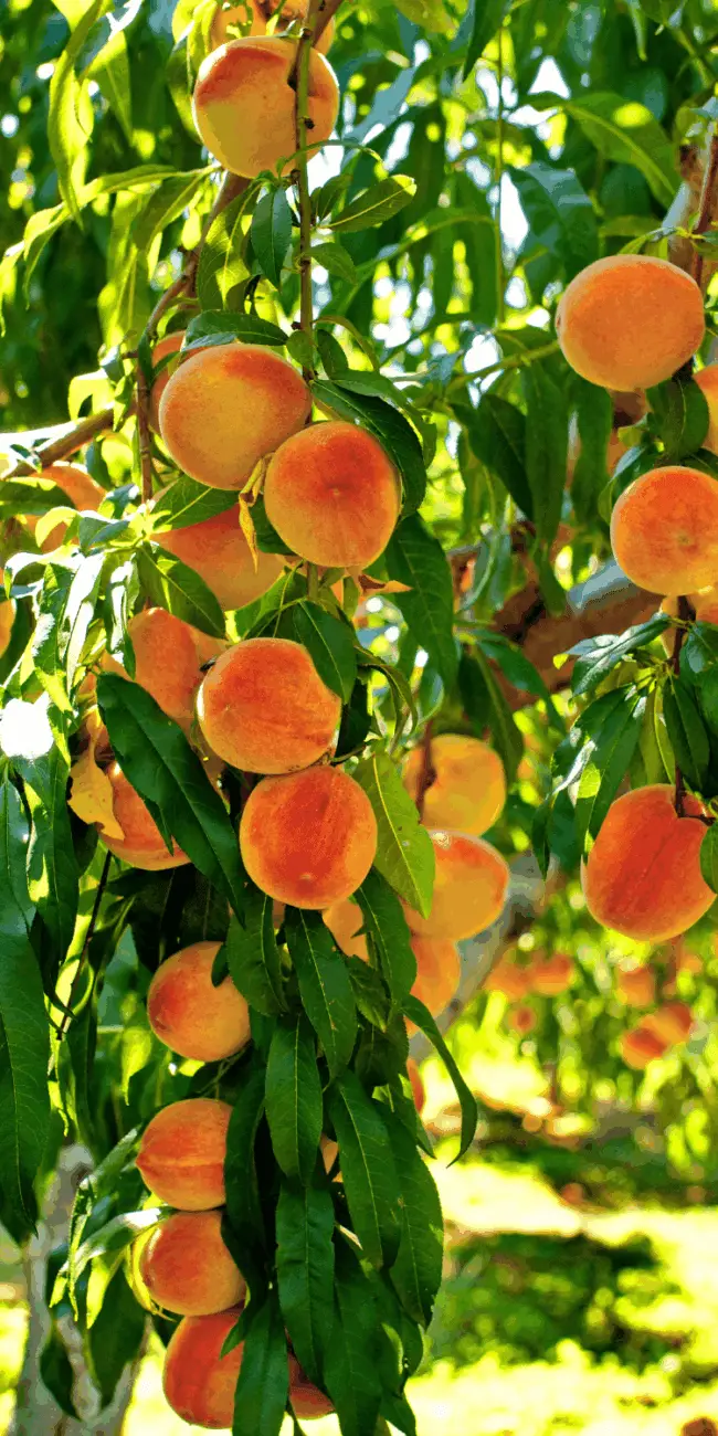 Fruit trees