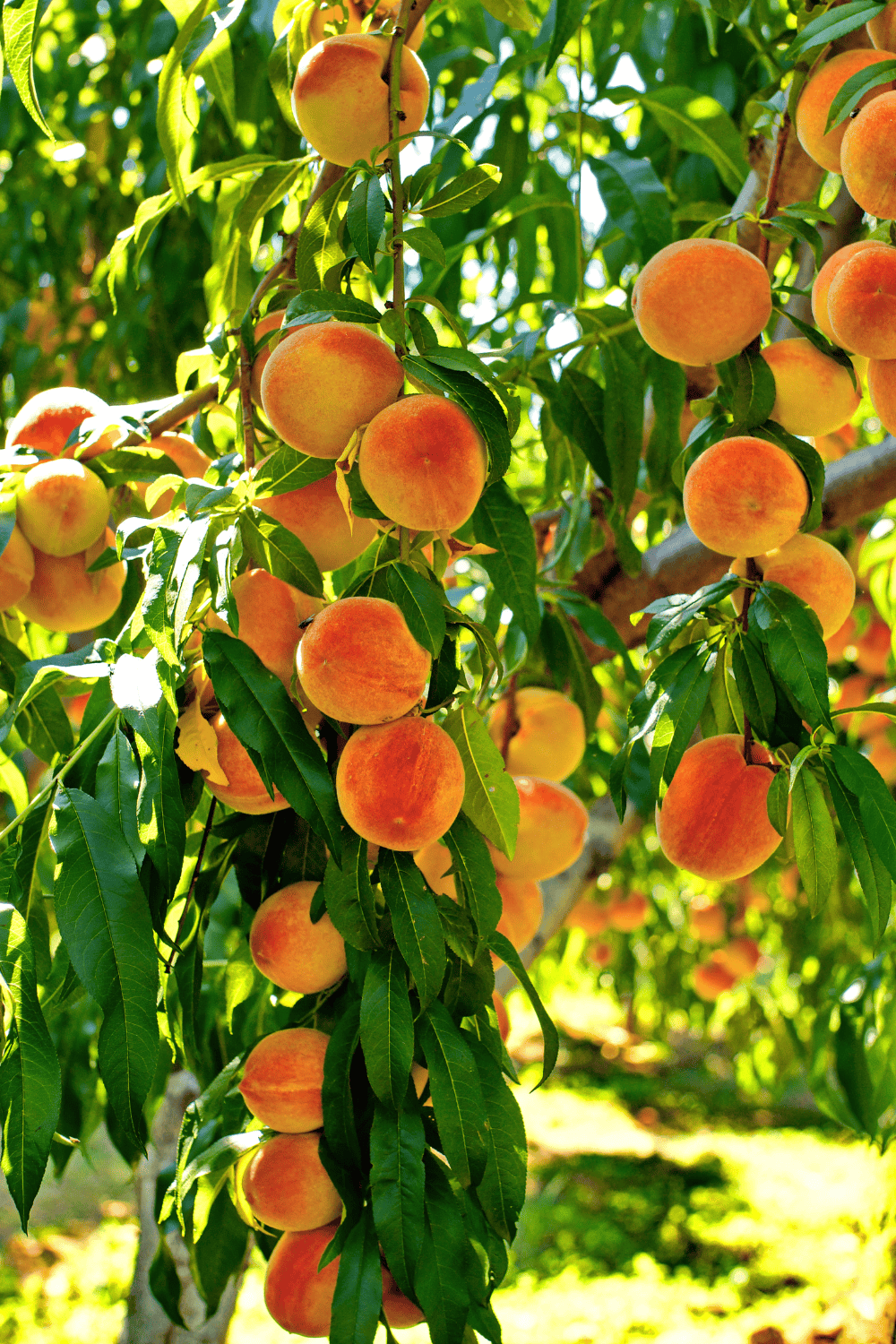 Fruit trees