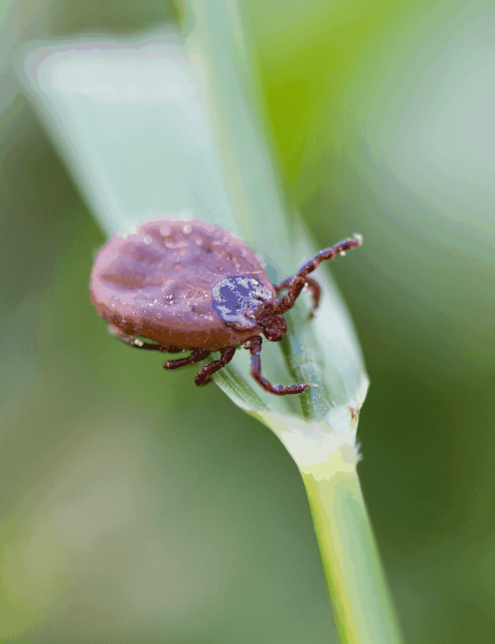 Tick repellent for humans