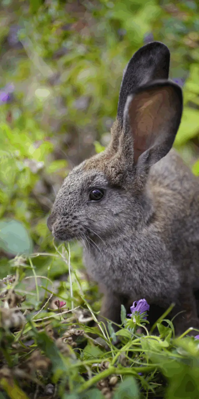Protect your garden from animals
