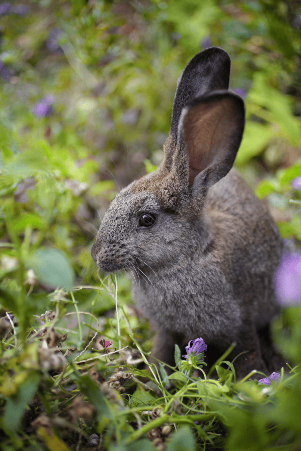 Protect your garden from animals