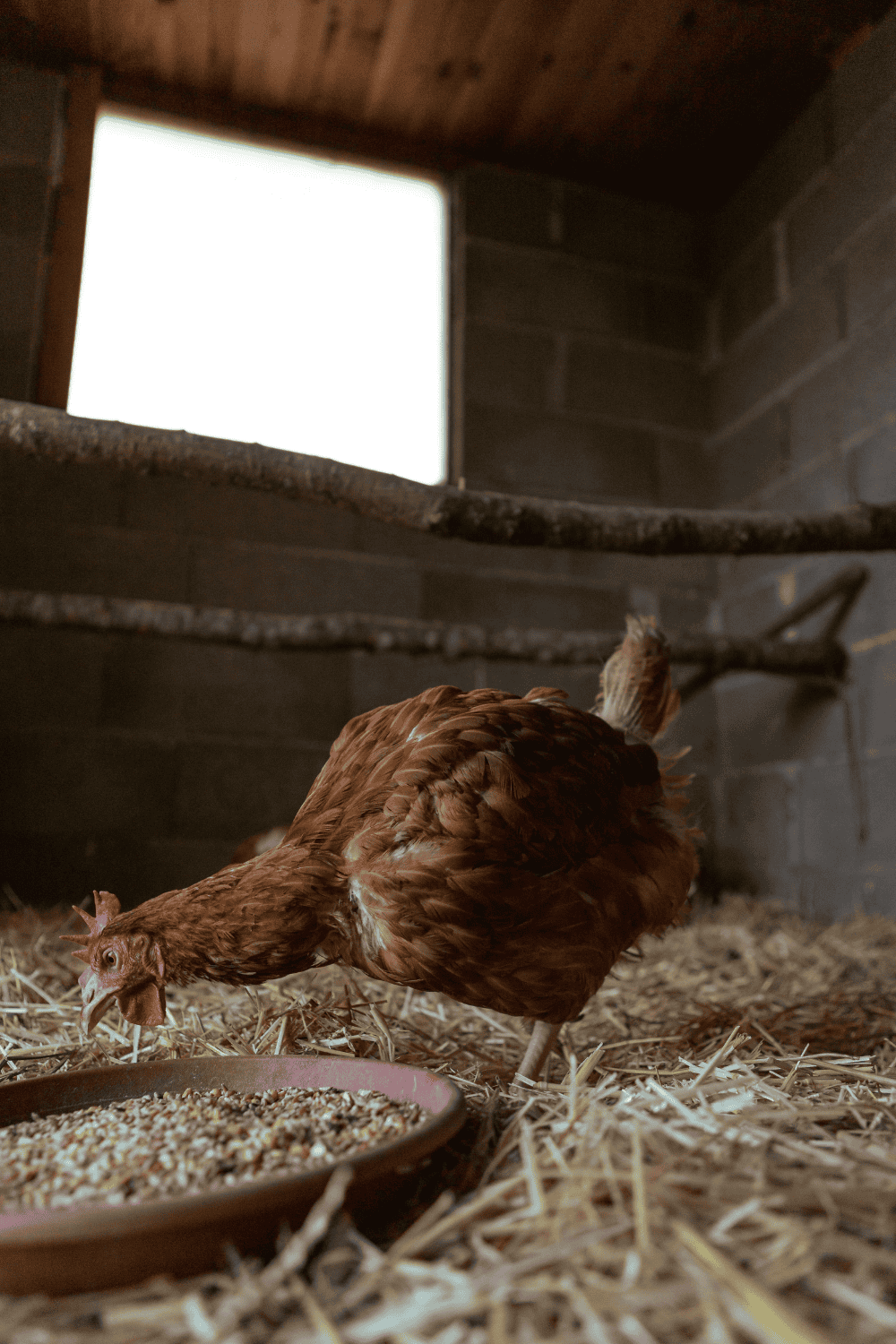 Keeping your chicken coop clean