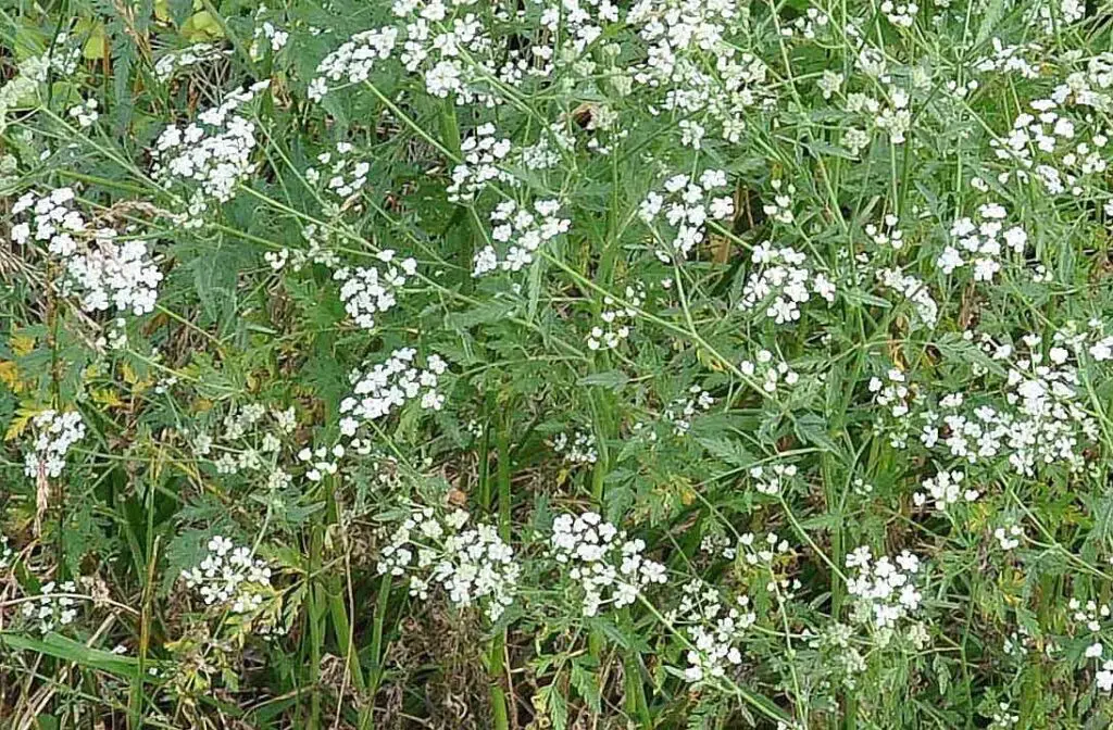 Poisonous Plants For Livestock 4 Cowbane
