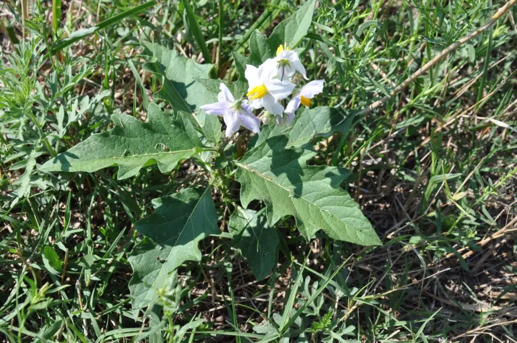 Poisonous Plants For Livestock 6 Horse nettle