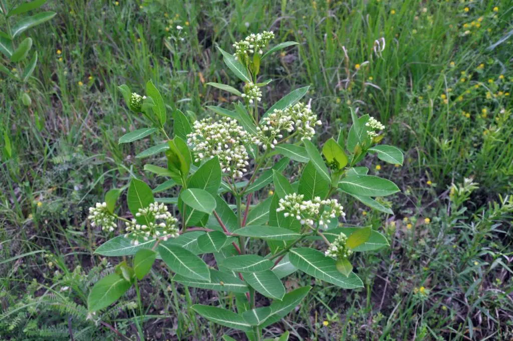 Poisonous Plants For Livestock 5 Prairie dogbane