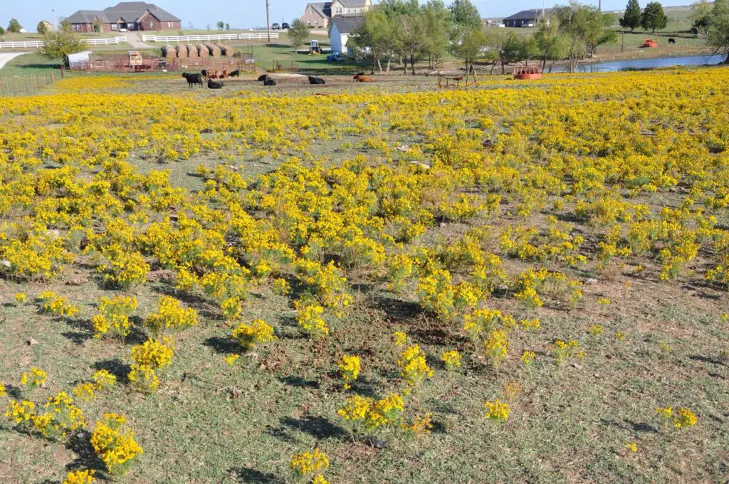 Poisonous Plants For Livestock 2 Sneezeweed