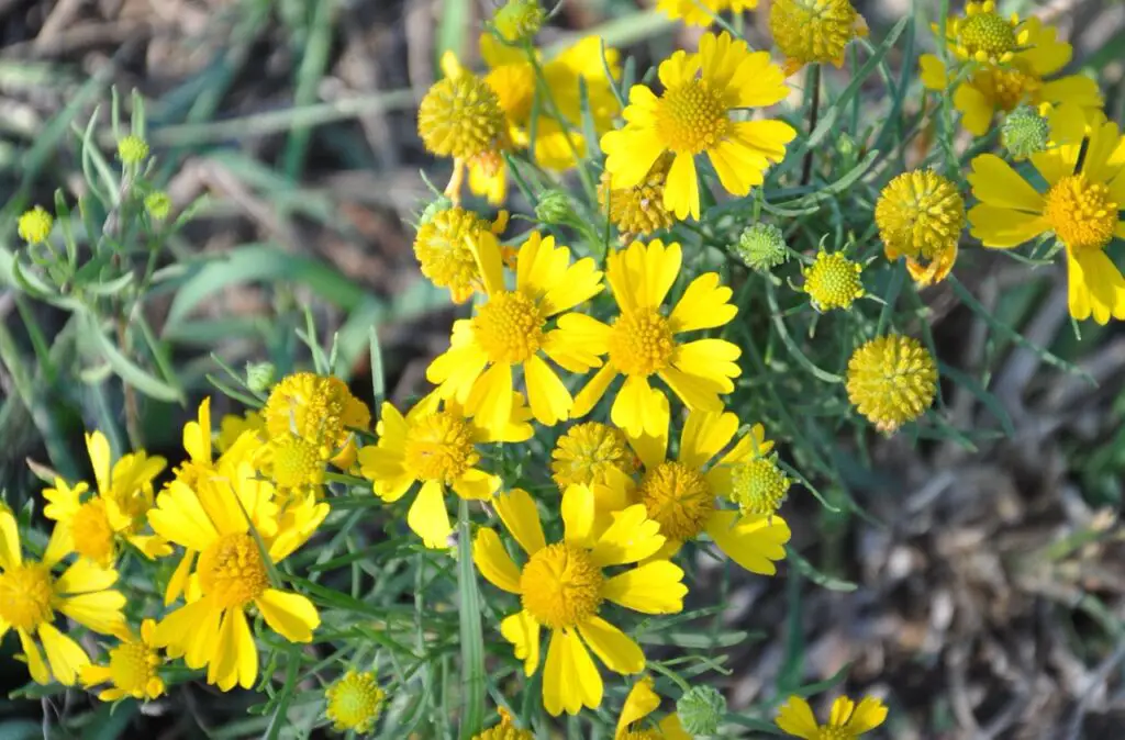 Poisonous Plants For Livestock 3 Sneezeweed