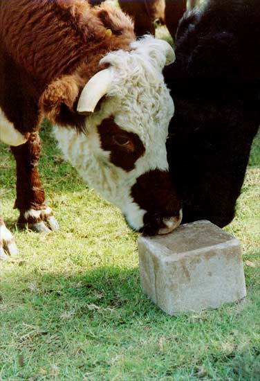 Diy mineral licks for livestock