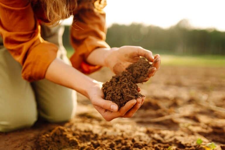 Mysoil vs. Soil savvy: which test kit is more accurate?