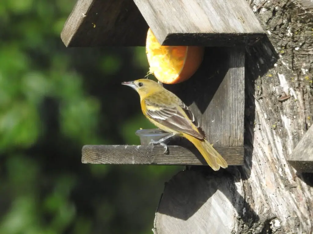 Baltimore oriole, female