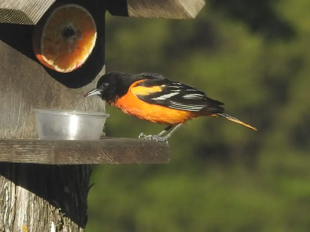 Baltimore oriole, male