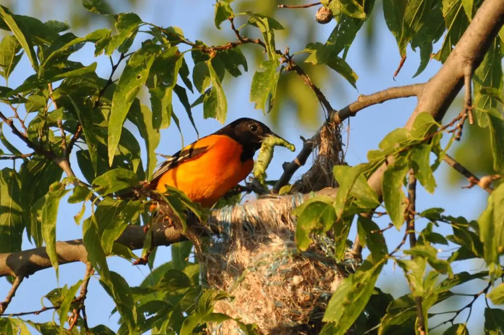 Baltimore oriole, male at nest