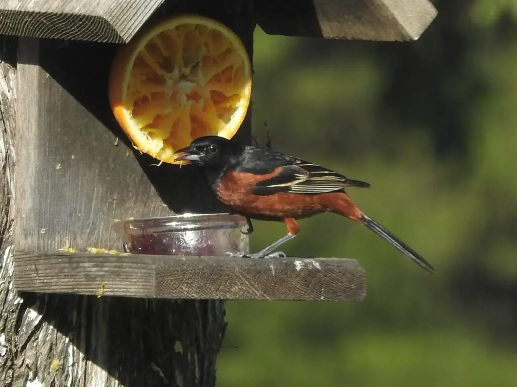 Orchard oriole, male