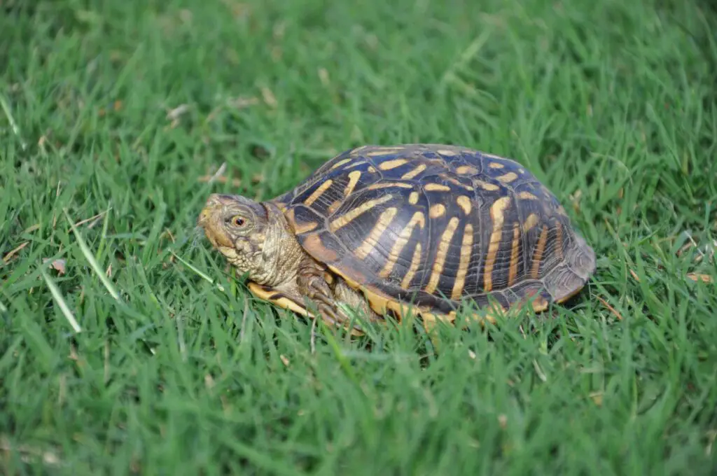 Box Turtles Of Oklahoma 2 Ornate box turtle female 001a