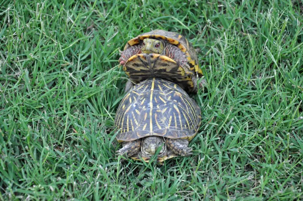 Box Turtles Of Oklahoma 6 Ornate box turtles mating 005a