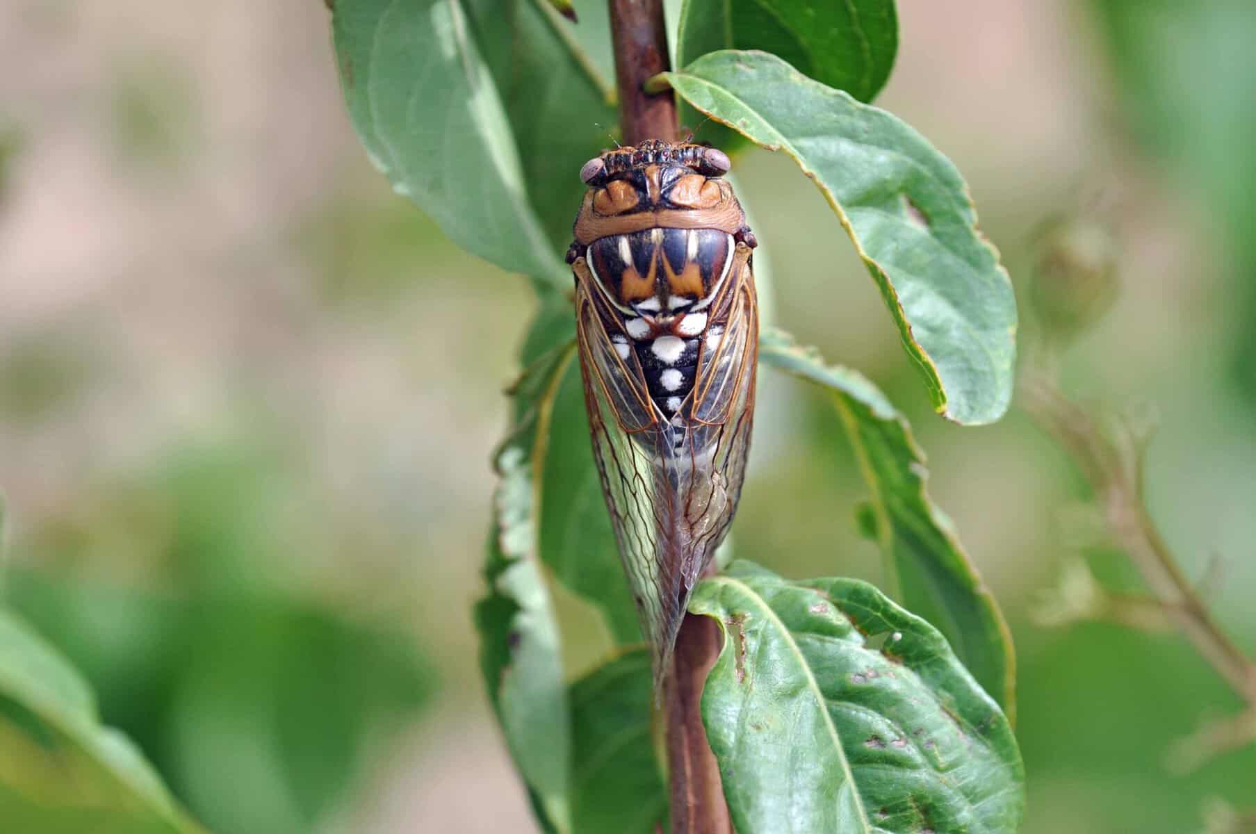 Annual cicada