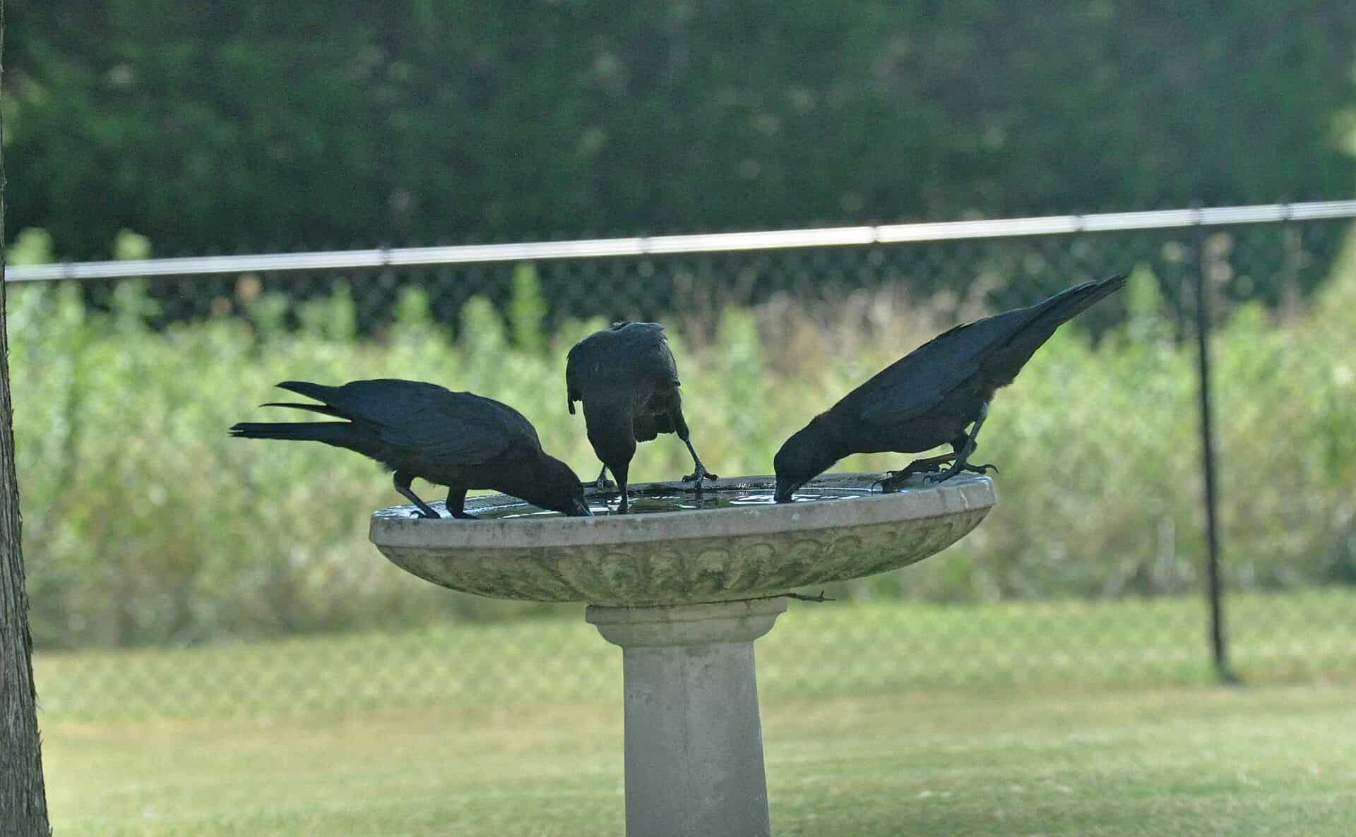 Crows on birdbath