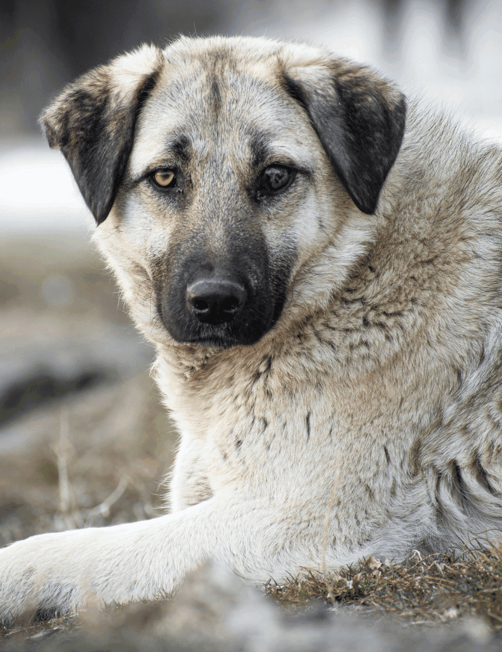 Anatolian shepherd